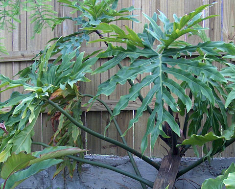 Philodendron sp. 'vining bipinnatifidum' Philodendron sp. 'vining bipinnatifidum'