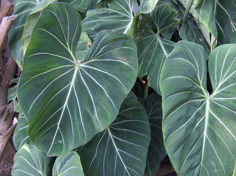 Philodendron gloriosum Philodendron gloriosum