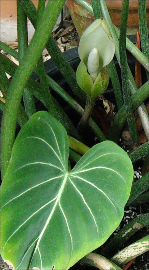 Philodendron gloriosum bloom Philodendron gloriosum bloom