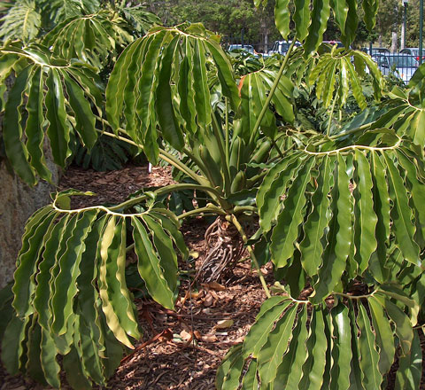 Philodendron goeldii Philodendron goeldii