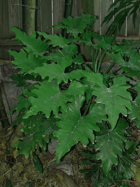 Philodendron sp. Philodendron sp.