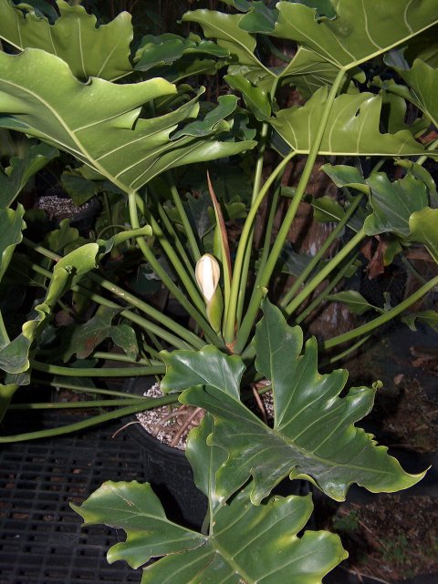 Philodendron sp. inflorescence Philodendron sp. inflorescence