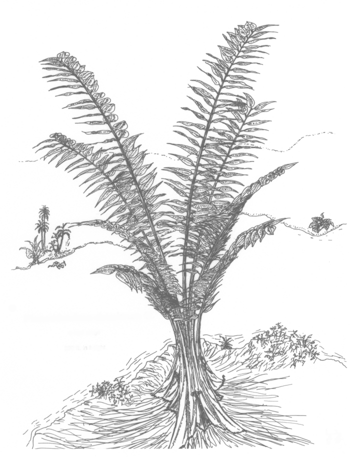 Pinnatidendron 8 leaf stage Pinnatidendron 8 leaf stage