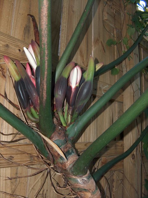 Philodendron inflorescences Philodendron inflorescences