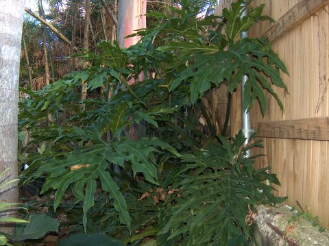 Philodendron leaves