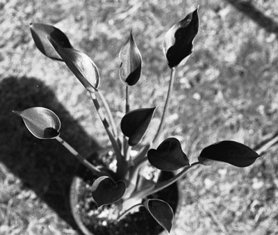 Pixie Teardrops 4 Pixie Teardrops 4