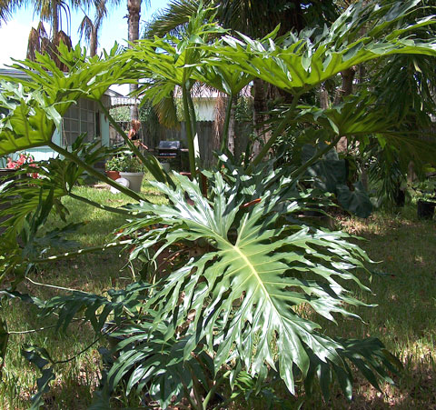 Philodendron mello-barretoanum Philodendron mello-barretoanum