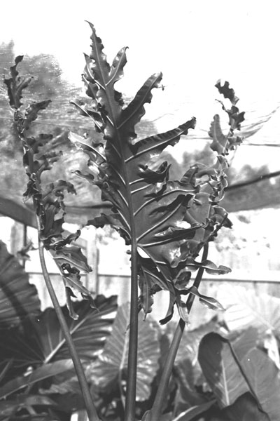 Alocasia portei Alocasia portei