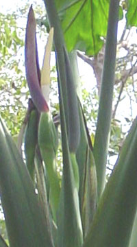 Alocasia x portora inflorescence