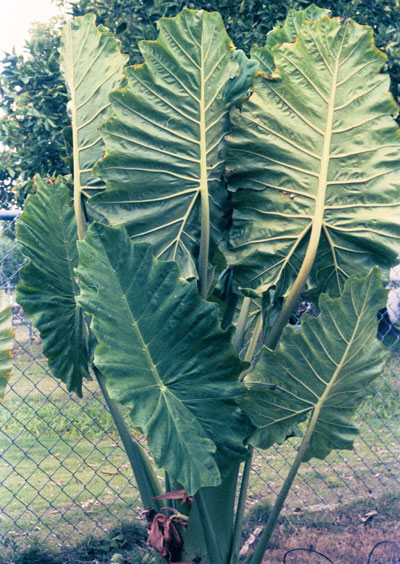 Alocasia x portora overall view Alocasia x portora overall view