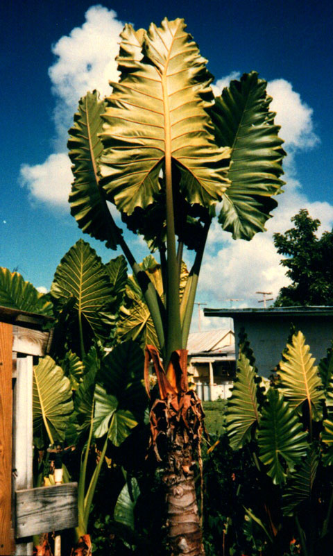 Alocasia x portora large Alocasia x portora large