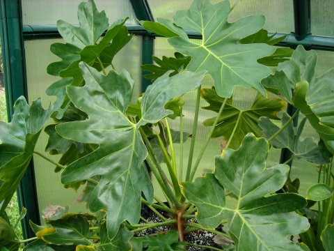 Philodendron saxicola Philodendron saxicola