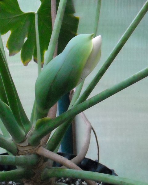 Philodendron saxicola bloom Philodendron saxicola bloom