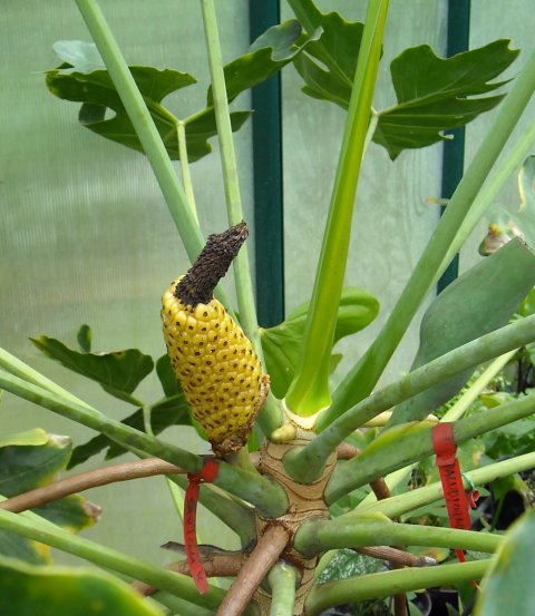 Philodendron saxicola fruit Philodendron saxicola fruit