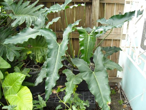 Philodendron stenolobum Philodendron stenolobum