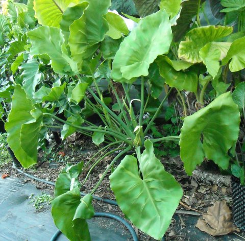 Philodendron tweedianum