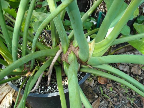 Philodendron tweedianum stem Philodendron tweedianum stem