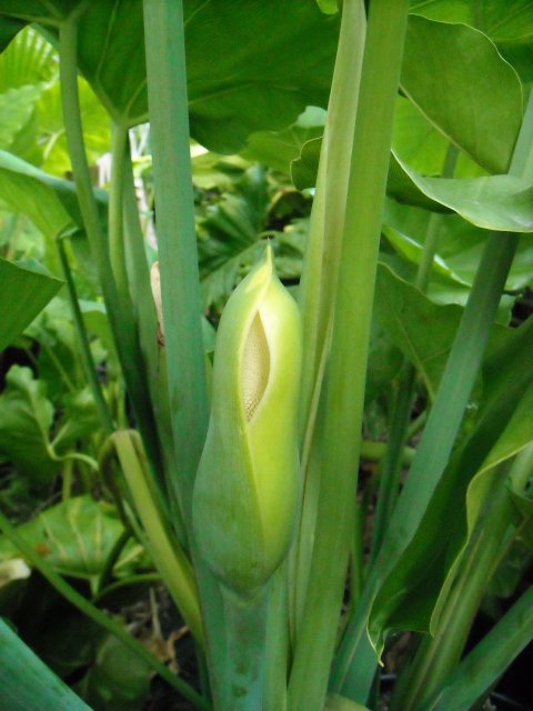 Philodendron tweedianum bloom Philodendron tweedianum bloom