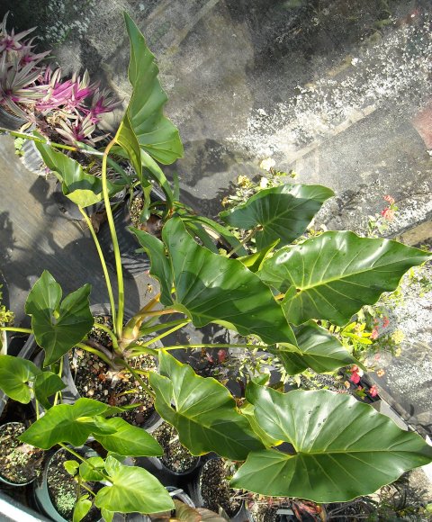 Thaumatophyllum uliginosum Thaumatophyllum uliginosum