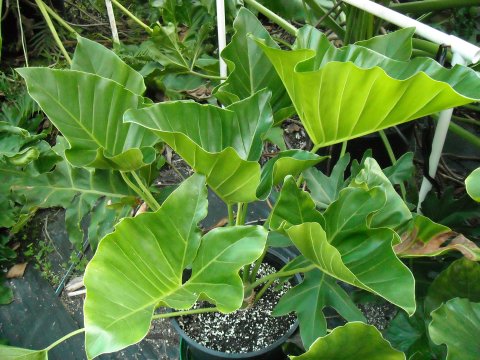 Thaumatophyllum uliginosum B Thaumatophyllum uliginosum B