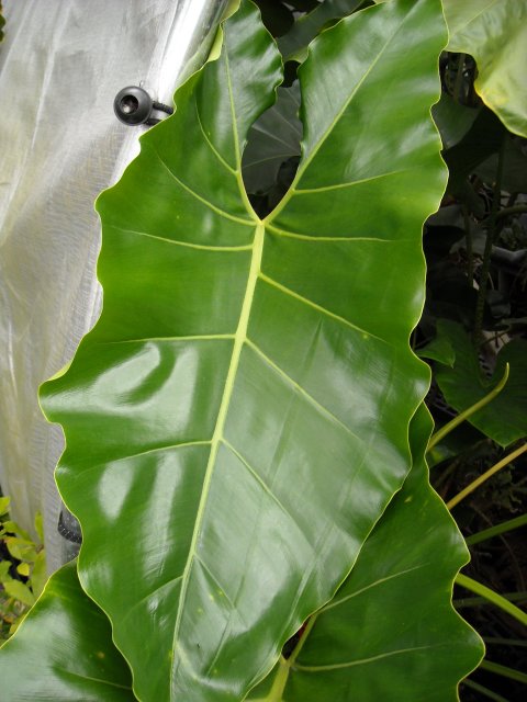Philodendron williamsii leaf Philodendron williamsii leaf