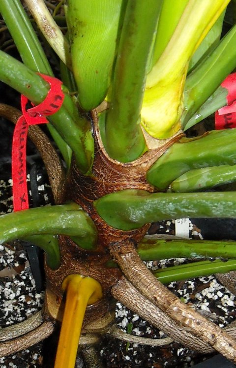 Philodendron williamsii stem Philodendron williamsii stem