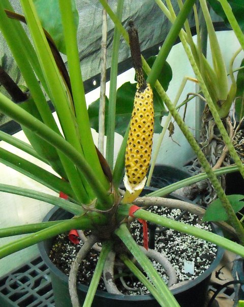 Philodendron williamsii fruit Philodendron williamsii fruit