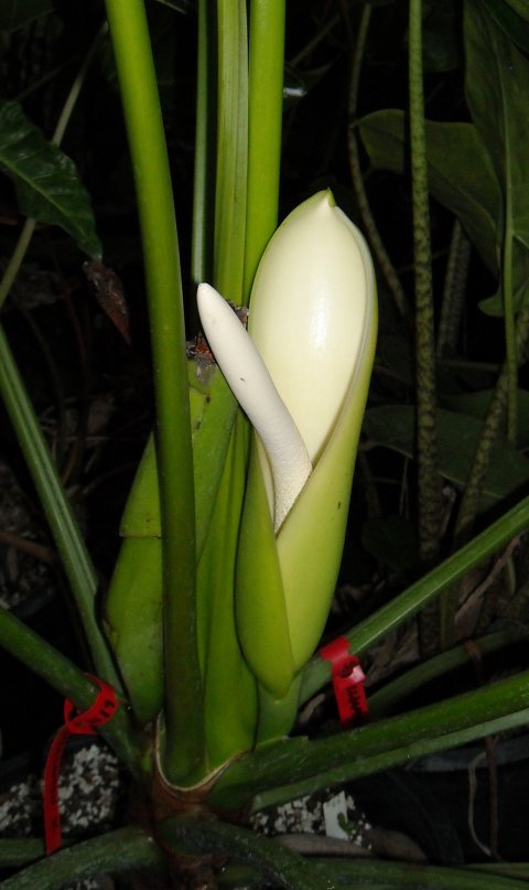 Philodendron williamsii bloom Philodendron williamsii bloom