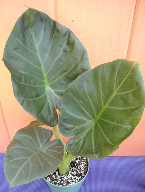 Alocasia Regal Shields