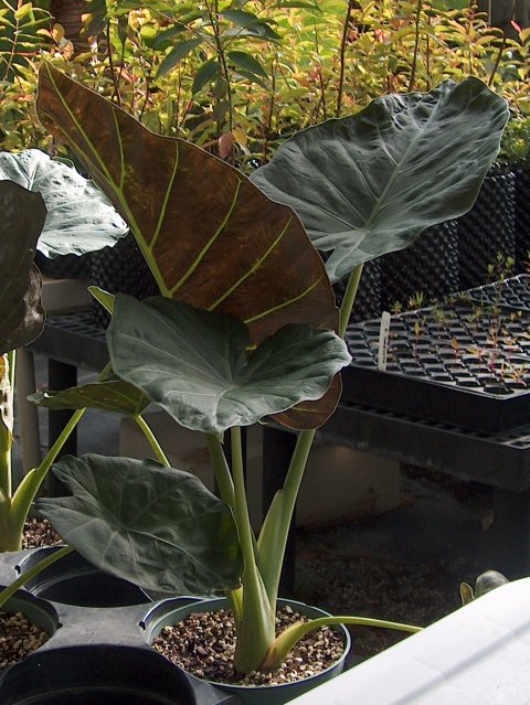 Alocasia x reginora Alocasia x reginora