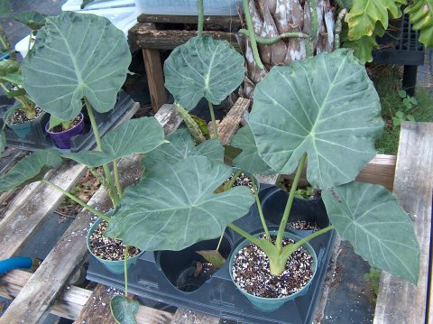 Alocasia x reginora group Alocasia x reginora group