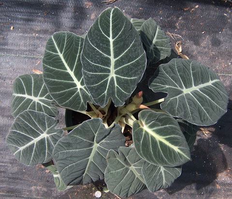 Alocasia reginula top