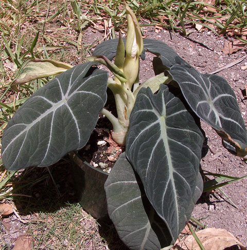 Alocasia reginula Alocasia reginula