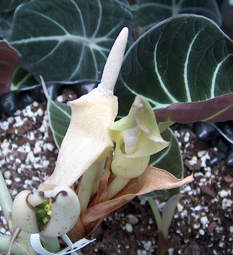 Alocasia reginula infl Alocasia reginula infl