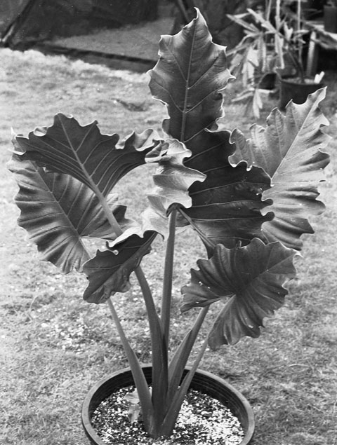 Alocasia Ripple Effect Alocasia Ripple Effect