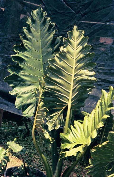 Alocasia Ripple Effect 2 Alocasia Ripple Effect 2