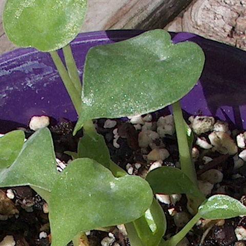 Robudora seedlings Robudora seedlings