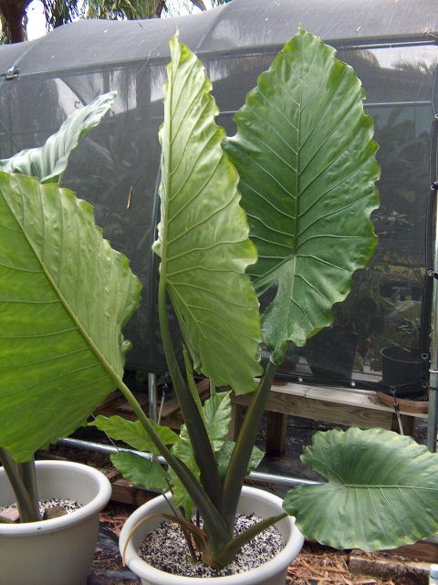 Alocasia x robudora large Alocasia x robudora large