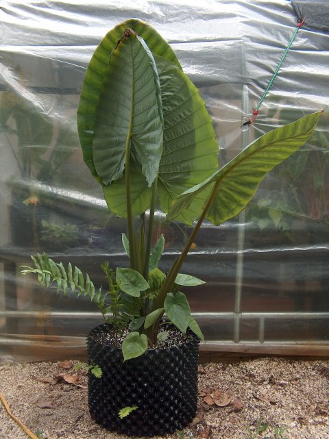 Alocasia robusta upright Alocasia robusta upright