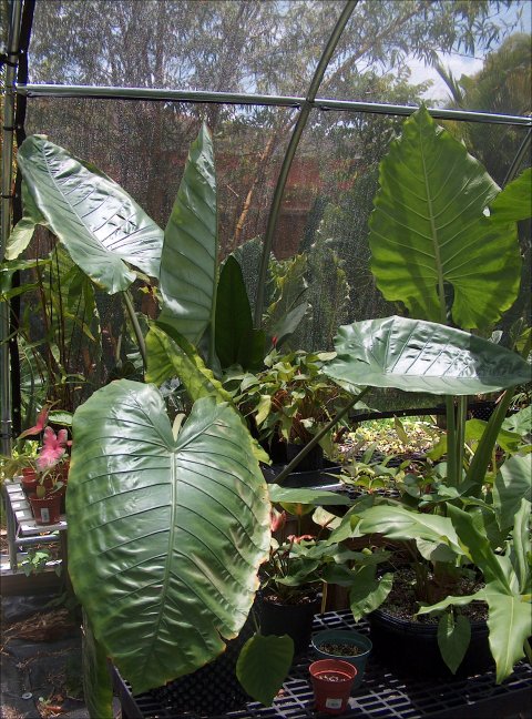 Alocasia robusta droopy Alocasia robusta droopy
