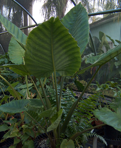 Alocasia robusta upright