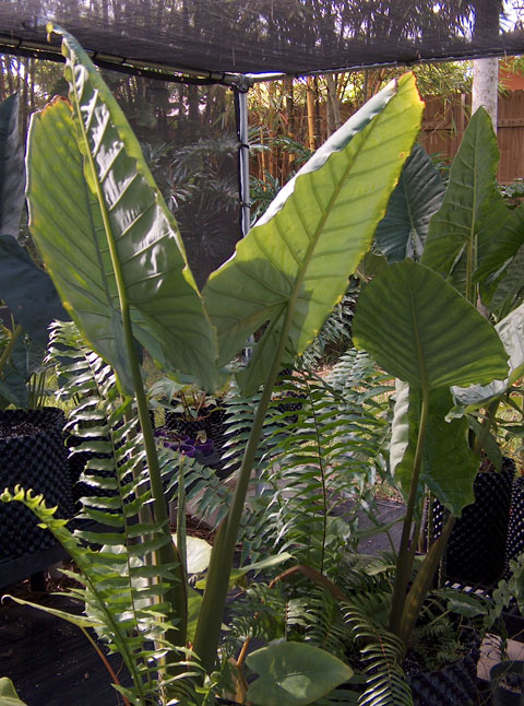 Alocasia robusta upright 2