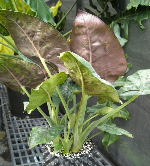 Alocasia Royal Sarawak Alocasia Royal Sarawak