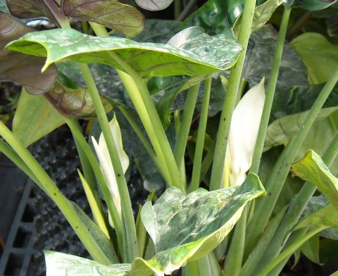Alocasia Royal Sarawak blooms Alocasia Royal Sarawak blooms