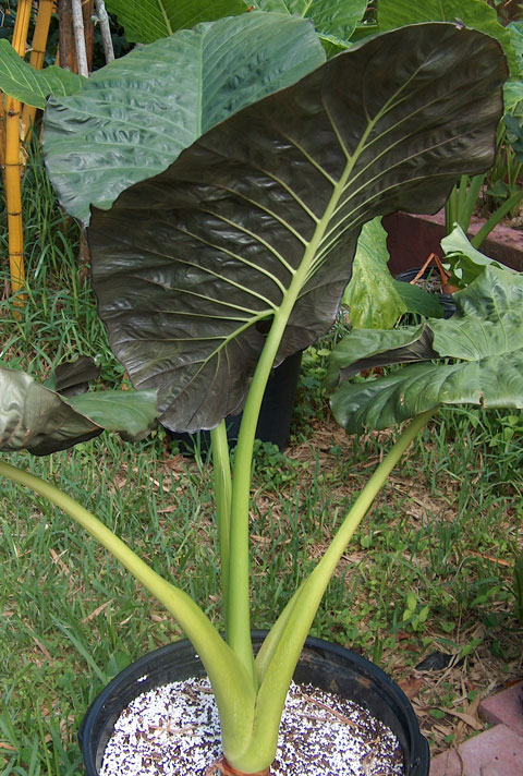 Alocasia sarawakensis 'Dark' pic 3 Alocasia sarawakensis 'Dark' pic 3