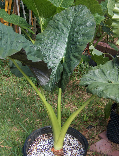 Alocasia sarawakensis 'Dark' pic 4 Alocasia sarawakensis 'Dark' pic 4