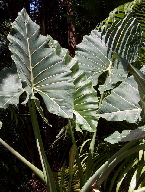 Alocasia Sarian Alocasia Sarian