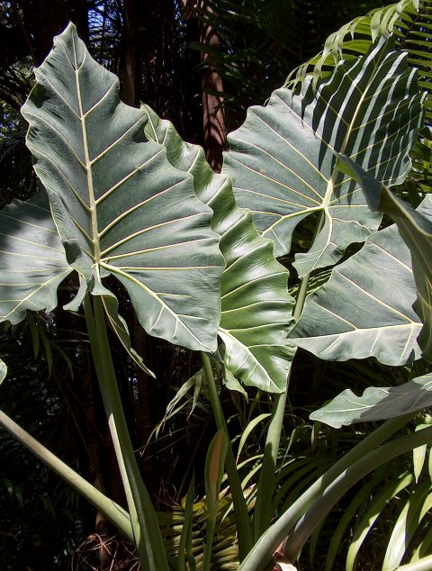 Alocasia Sarian