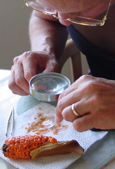 Processing berries closeup