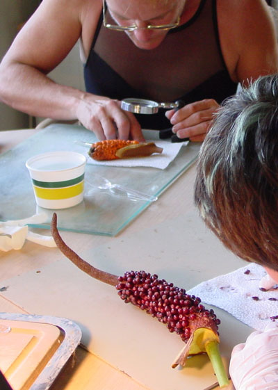Processing berries Processing berries